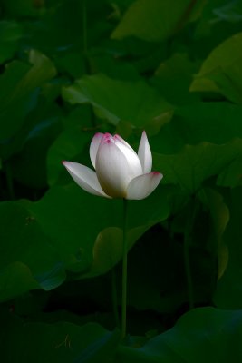 IMG_1004.jpg