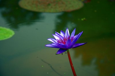 IMG_1038.jpg