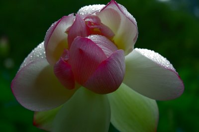 more beautiful offerings