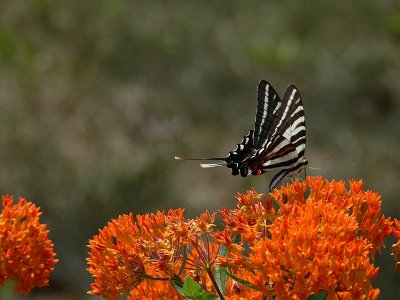 butterflys