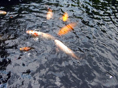 IMG_0042.jpg