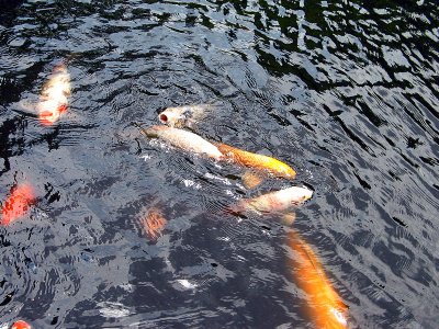 IMG_0043.jpg