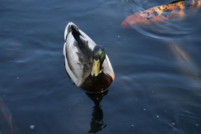 IMG_0208.JPG