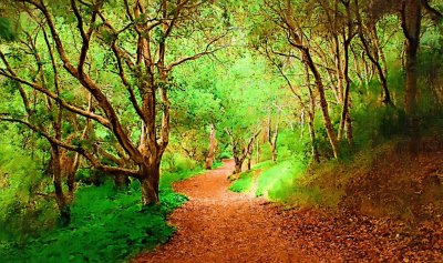 enchanted Forrest_