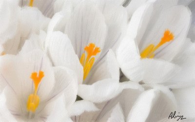  snow crocus_
