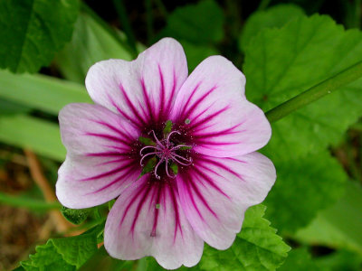 DSCN0950.jpg