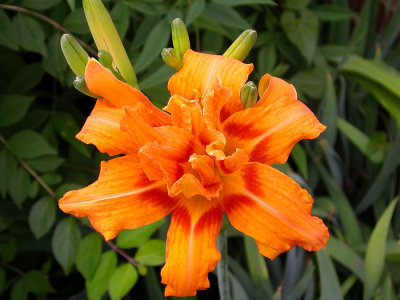 DSCN0964.jpg