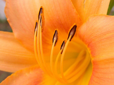 DSCN0971.jpg