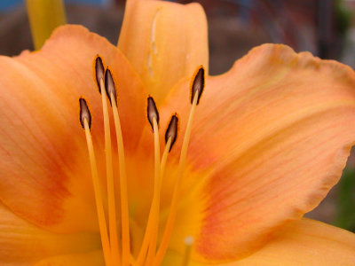 DSCN0972.jpg