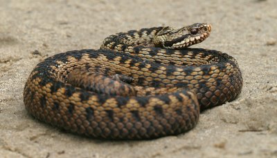 Vipera berus