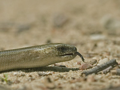 Anguis fragilis