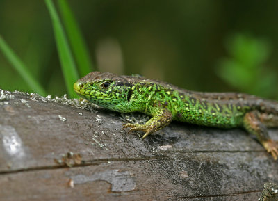 lacerta_agilis.jpg