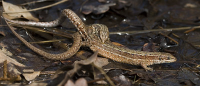 Lacerta vivipara