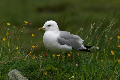 Larus canus