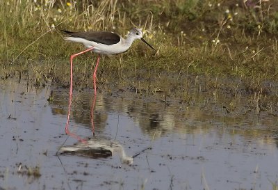 Himantopus himantopus