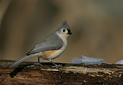 Baeolophus bicolor