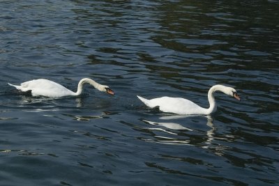 Denizens of Lac Leman (Lake Geneva)