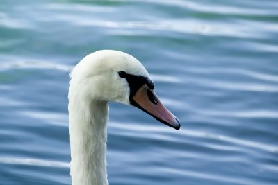 On Lac Leman