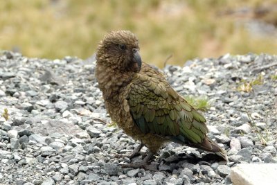 Kea - a New Zealand mountain parrot