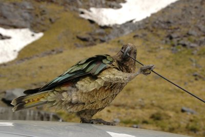 Kea - New Zealand mountain parrot