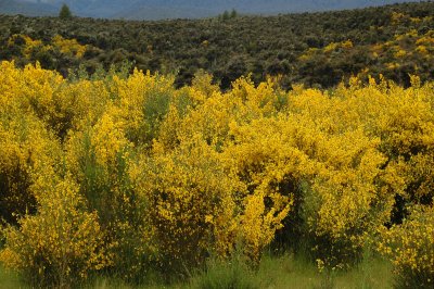 A field of Scotch Broom