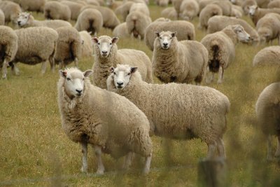 There are 80 million sheep in New Zealand