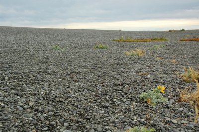 Birdlings Flat - a huge expanse of round, flat pebbles