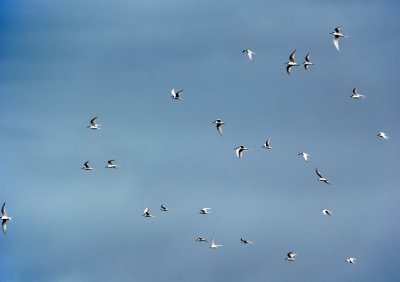 Birds over Birdlings Flat