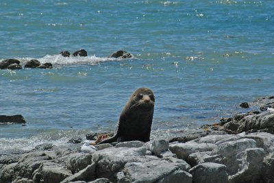 Stopping to watch the seals is a popular pastime on the road north of Christchurch