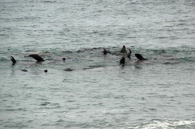 Seals in Monterey Bay