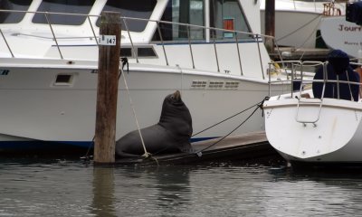 Visitor on the dock at Moss Landing