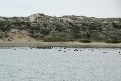Sea Otter colony at the mouth of Elkhorn Slough