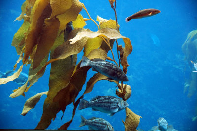 Monterey Bay Aquarium - the Kelp Forest