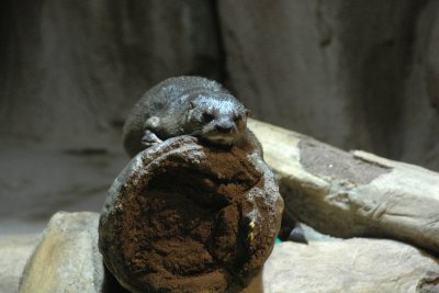 River Otter Staring Contest