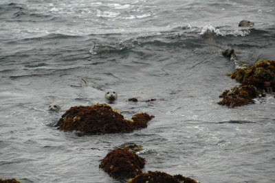 Spooking the seals (4)