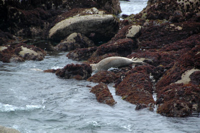 Spooking the seals (3)