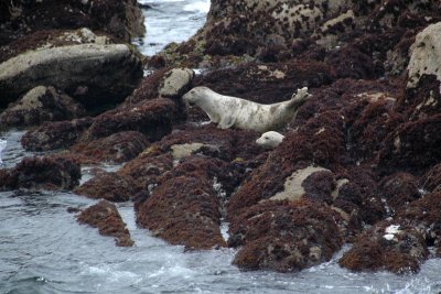 Spooking the seals (1)