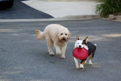 C'mon Kona, Eddie's getting away with the frisbee