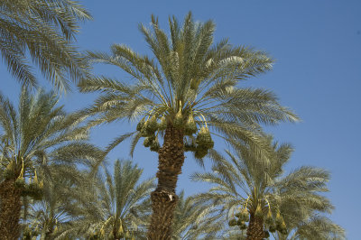 Date palms at Ein Yahav