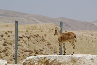 An oryx from the herd that lives around the Ben Gurion grave site