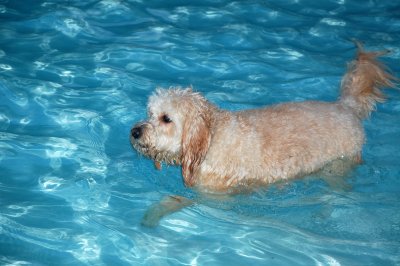 Kona Goes for a Swim!