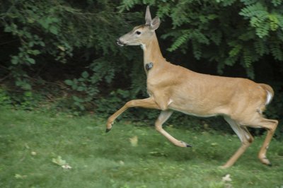 Visitor in our backyard - he's one of several neighborhood deer