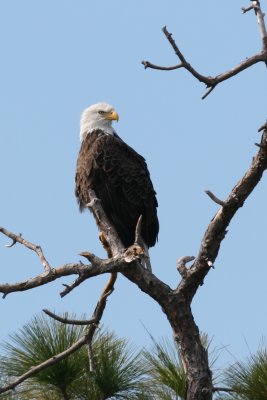 Adventures in Birding