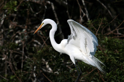 Venice Rookery