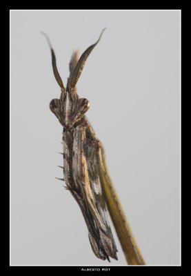 Empusa