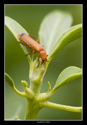 Rhagonycha fulva