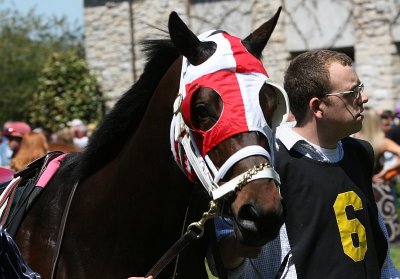 In the Paddock