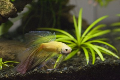 Male Betta 3