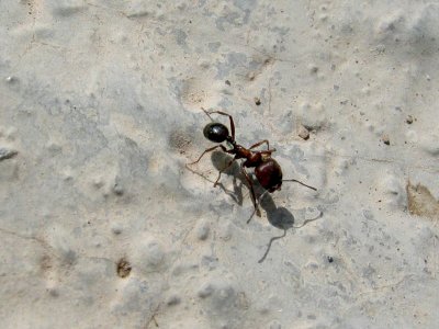 Giant ant at the cafe area below Mt. Nemrut's tumulus