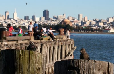 2 birds, with San Francisco backdrop from the fishing area